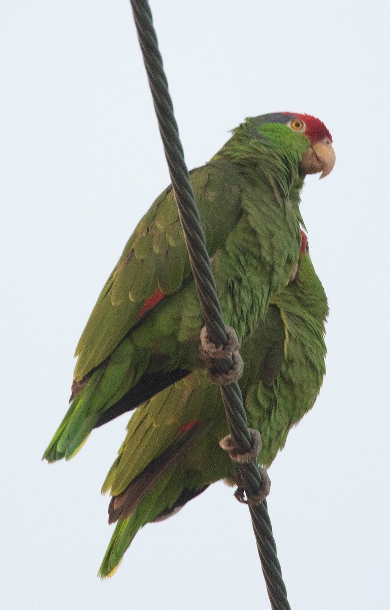 Red-crowned Parrot - ML619378145