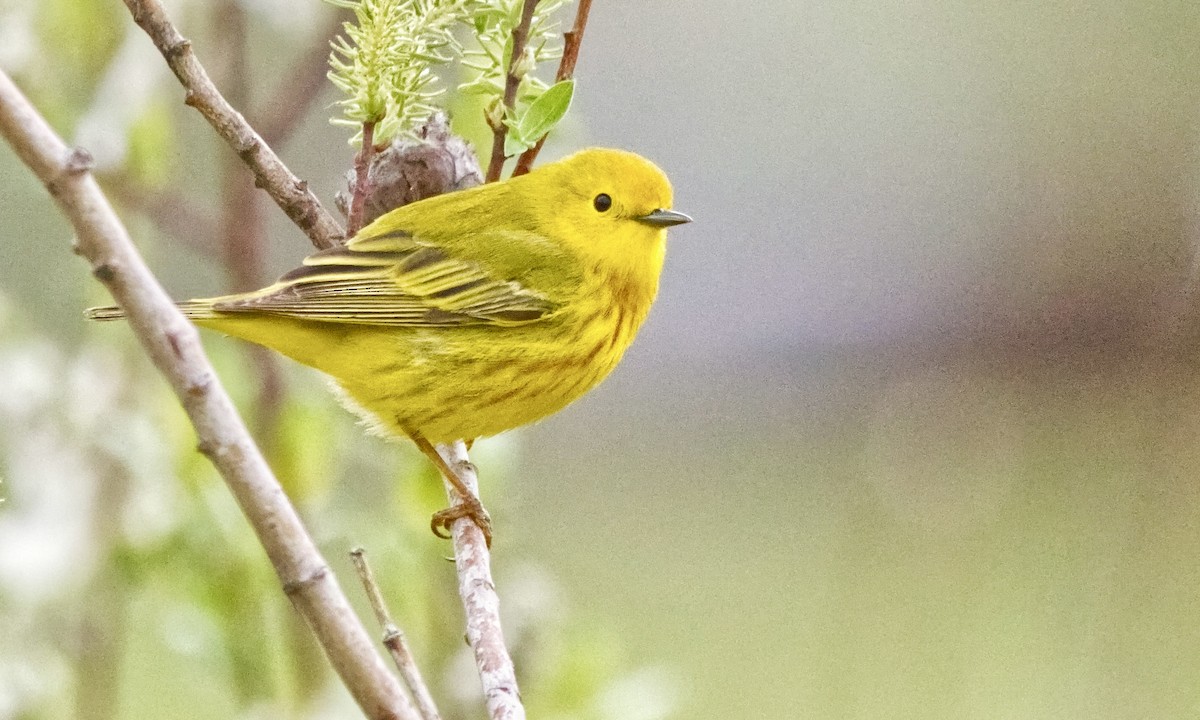 Yellow Warbler (Northern) - ML619378148