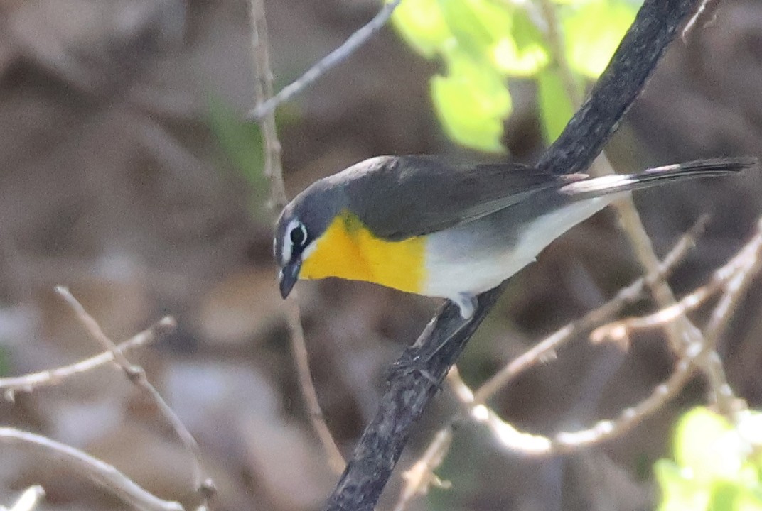 Yellow-breasted Chat - ML619378168