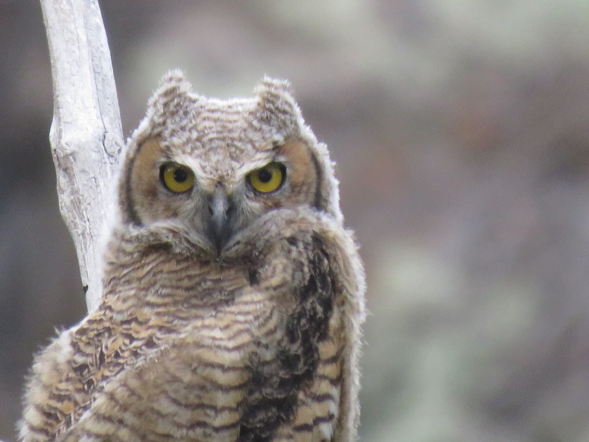 Great Horned Owl - ML619378205