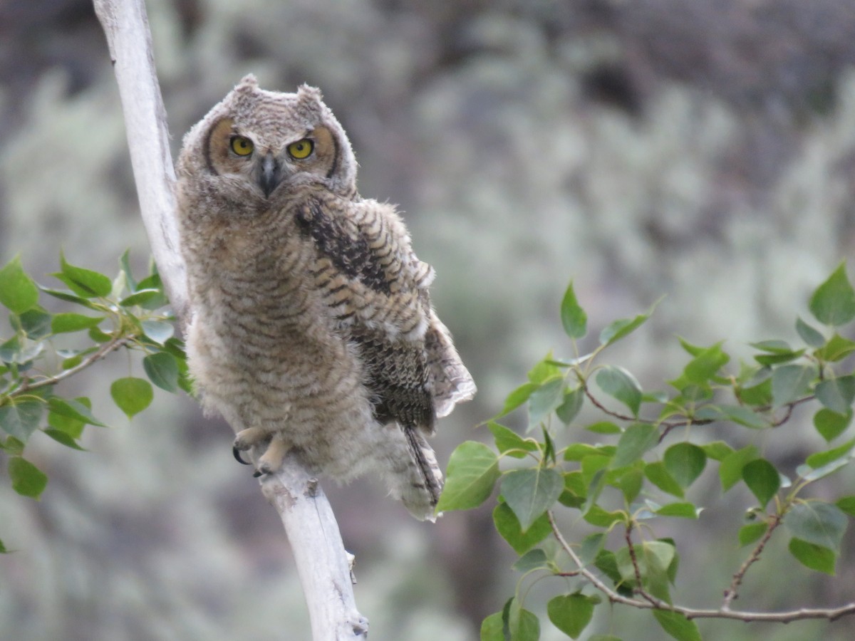 Great Horned Owl - ML619378206