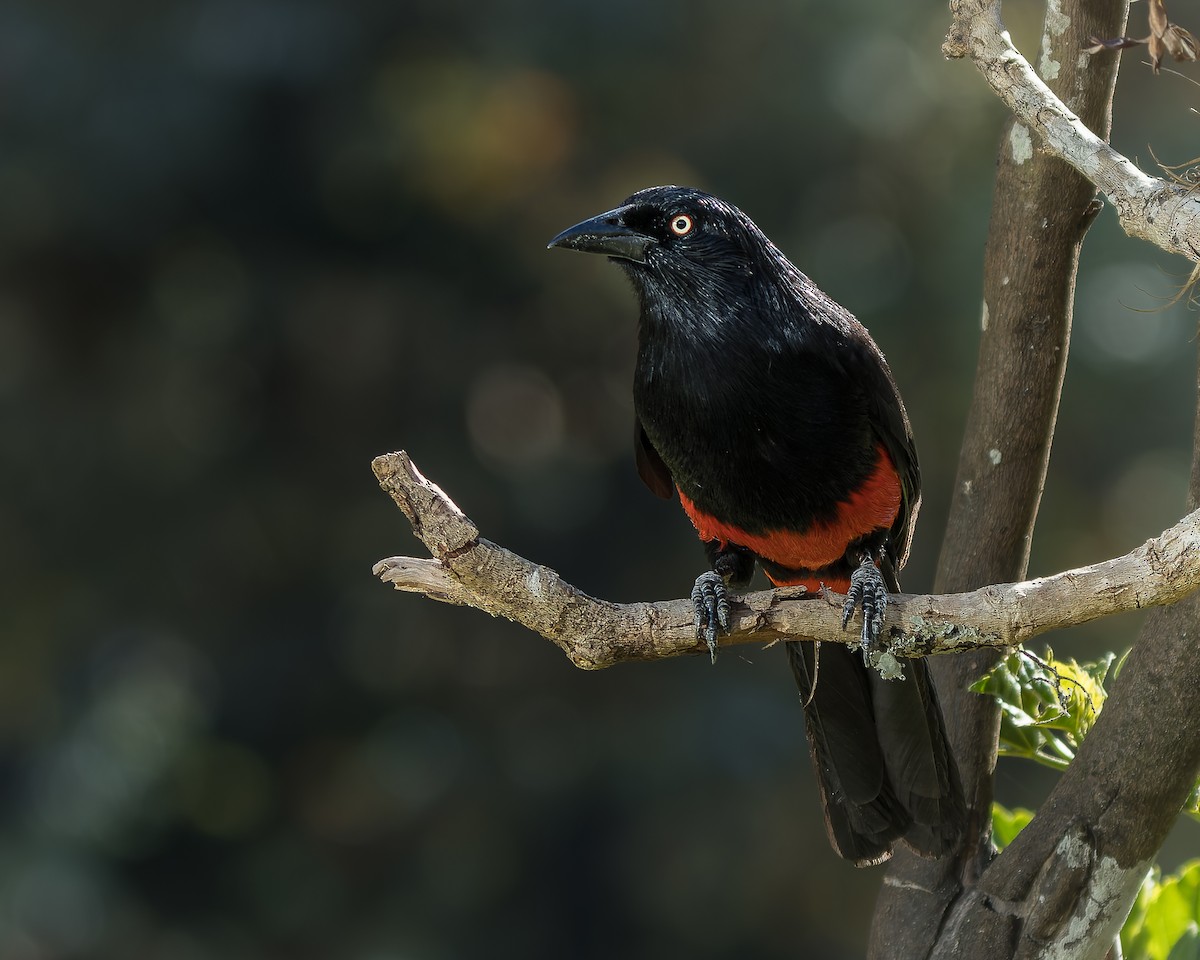 Red-bellied Grackle - ML619378212