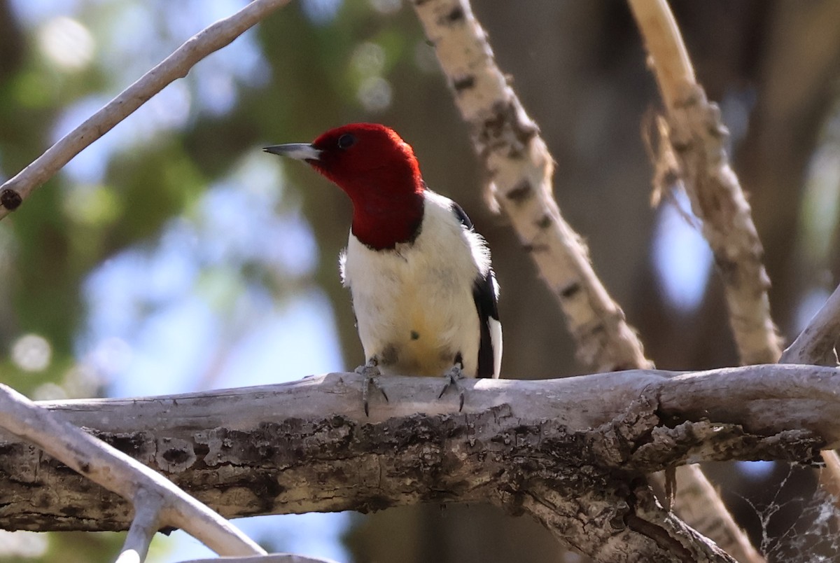 Red-headed Woodpecker - ML619378217