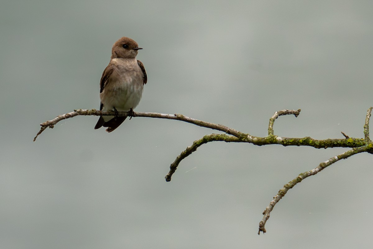 Northern Rough-winged Swallow - ML619378228