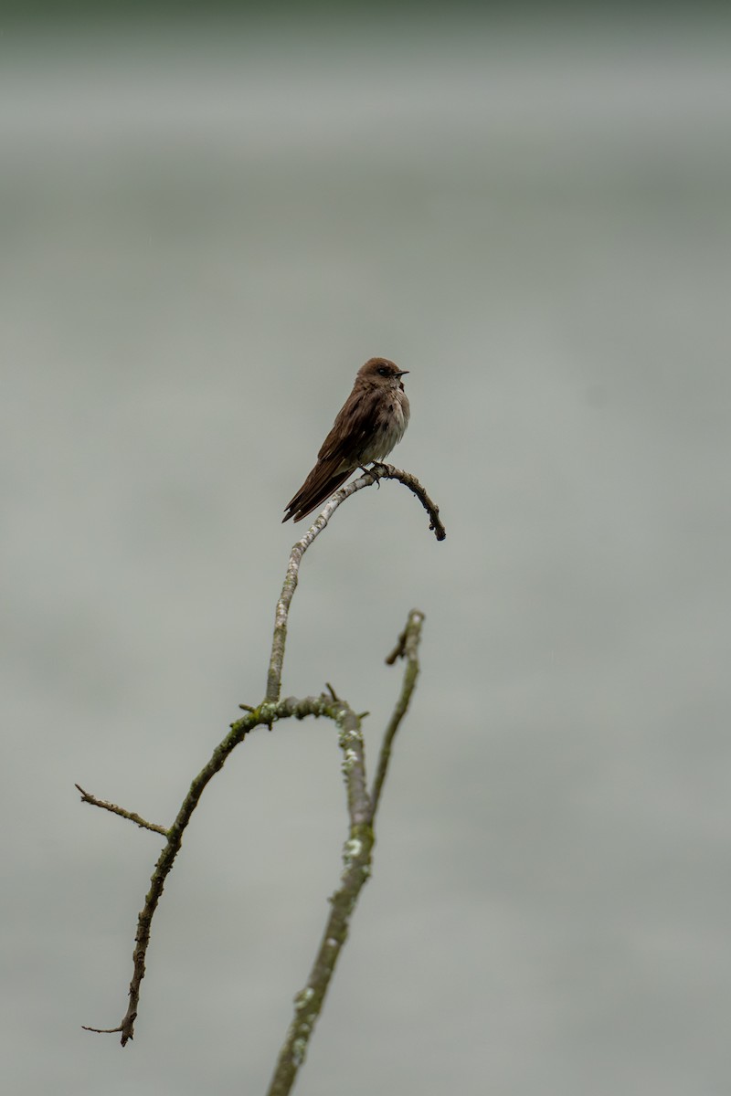 Northern Rough-winged Swallow - ML619378229