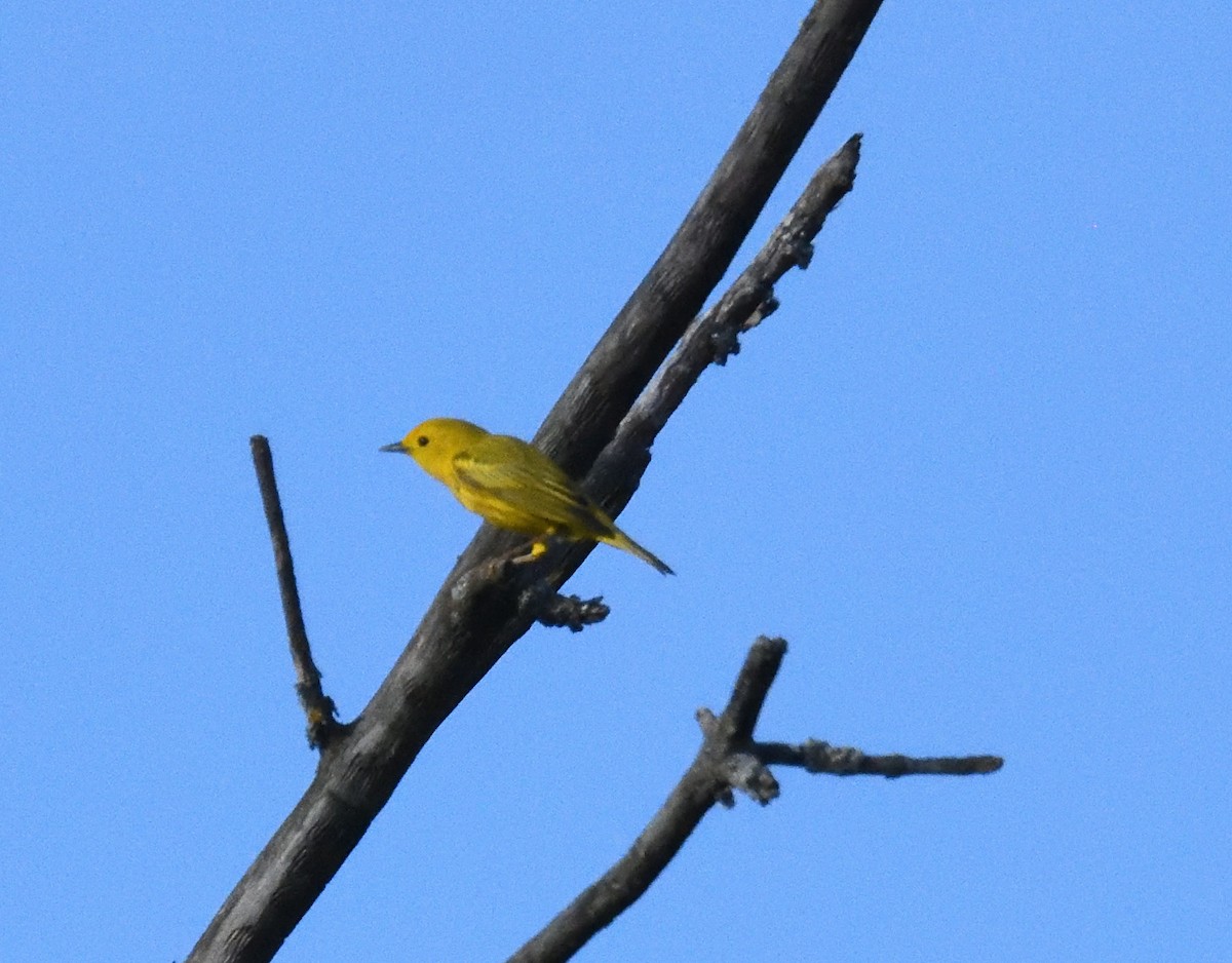 Yellow Warbler - ML619378243