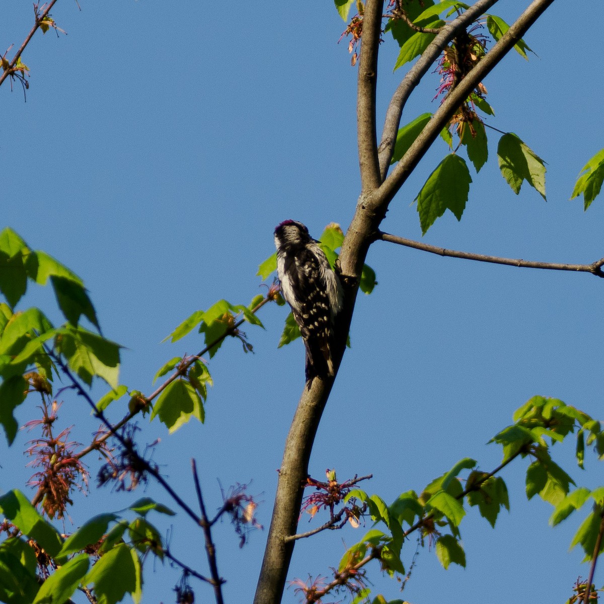 Downy Woodpecker - ML619378246