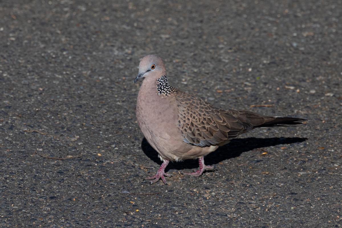 Spotted Dove - ML619378290