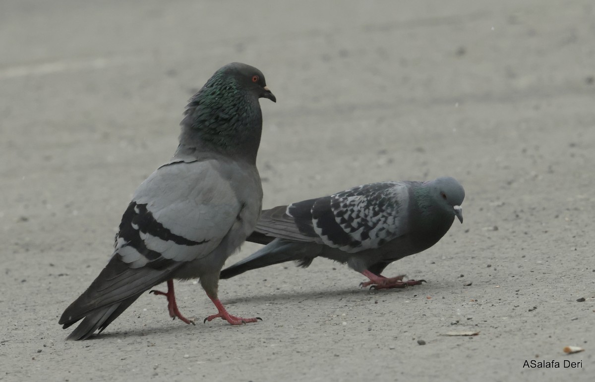 Rock Pigeon (Feral Pigeon) - ML619378308