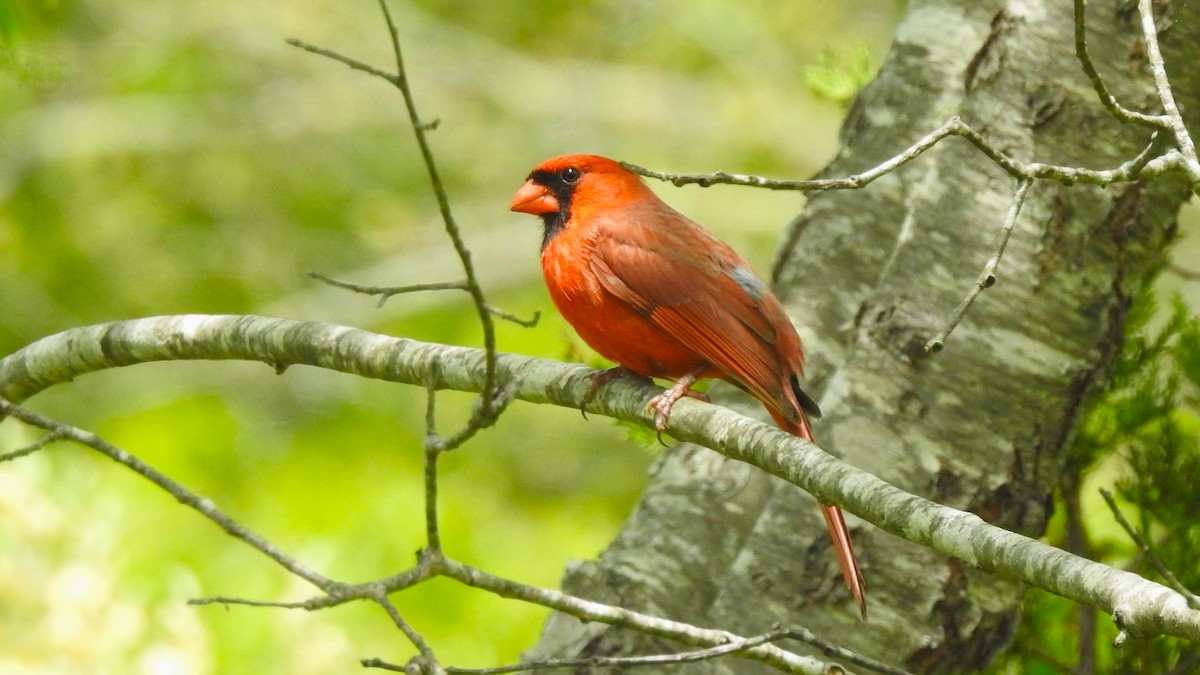 Cardinal rouge - ML619378335