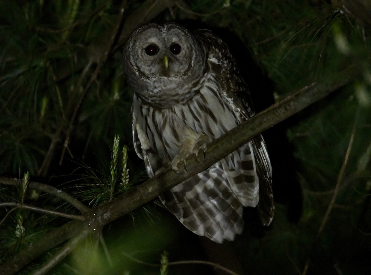 Barred Owl - ML619378387