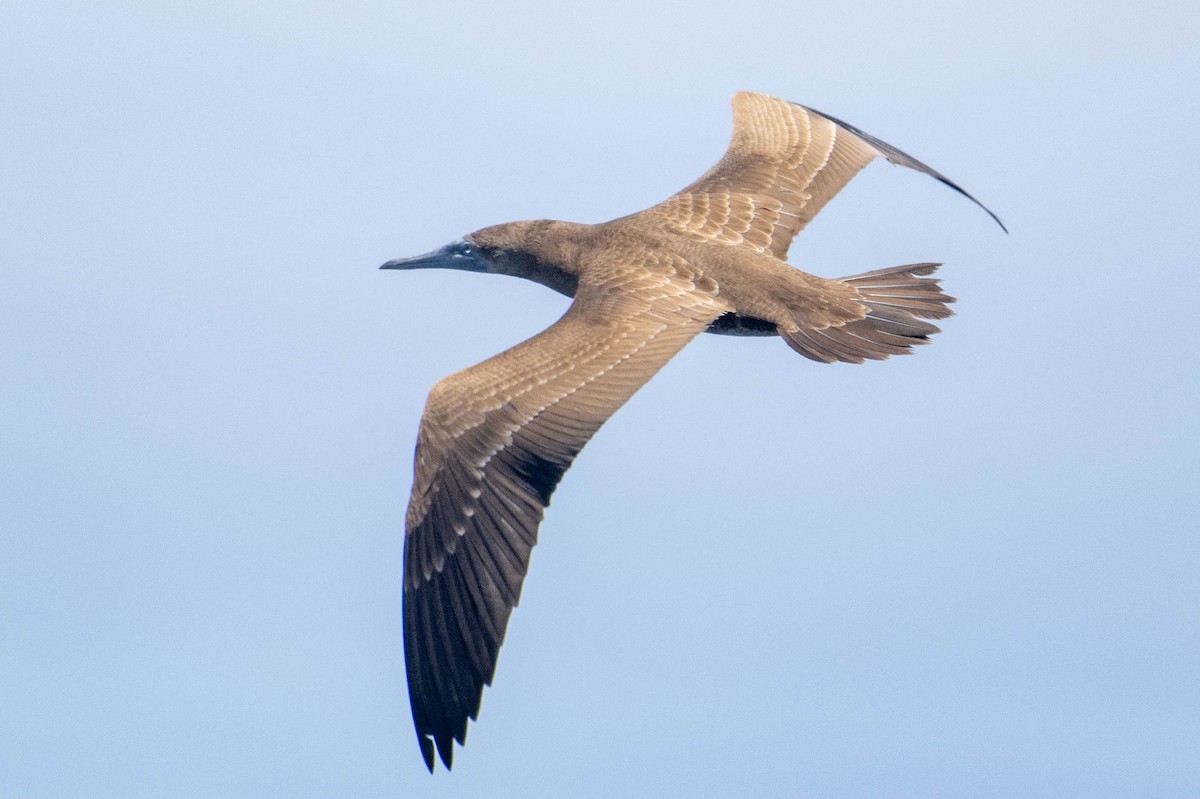 Brown Booby - ML619378392