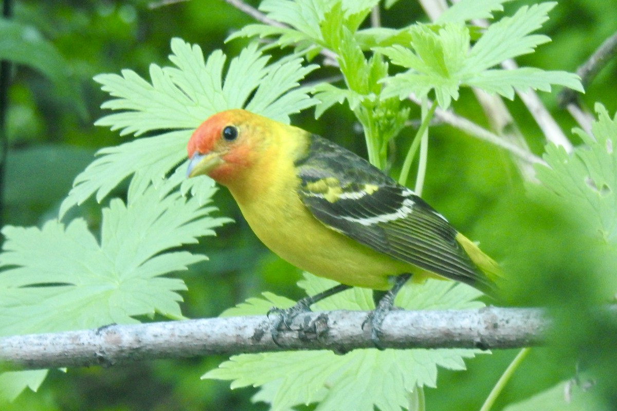 Western Tanager - ML619378397