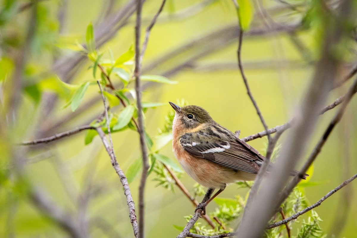 Bay-breasted Warbler - ML619378421