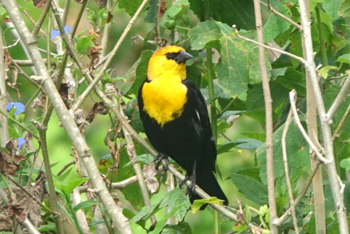Yellow-headed Blackbird - ML619378439