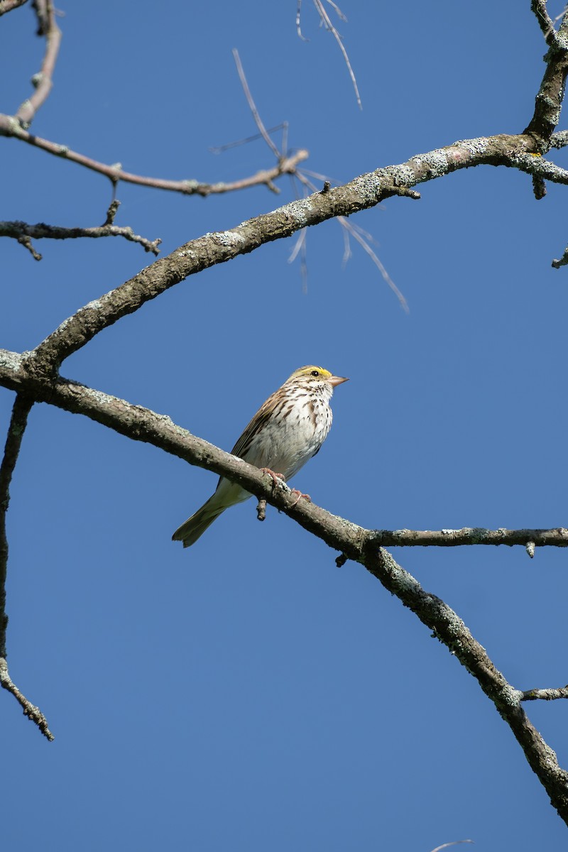 Savannah Sparrow - ML619378455