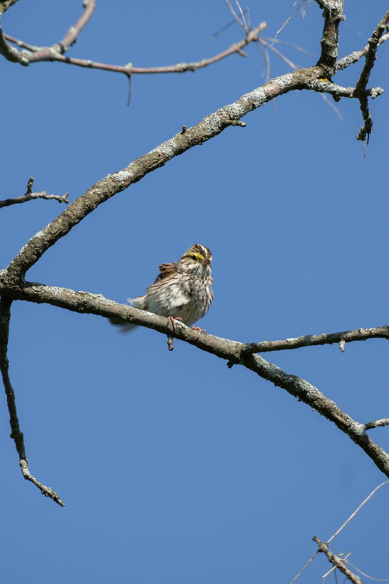 Savannah Sparrow - ML619378457