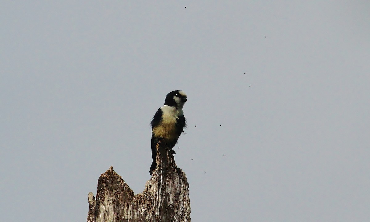 White-fronted Falconet - ML619378462
