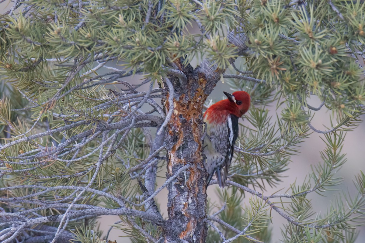 Red-breasted Sapsucker - ML619378500