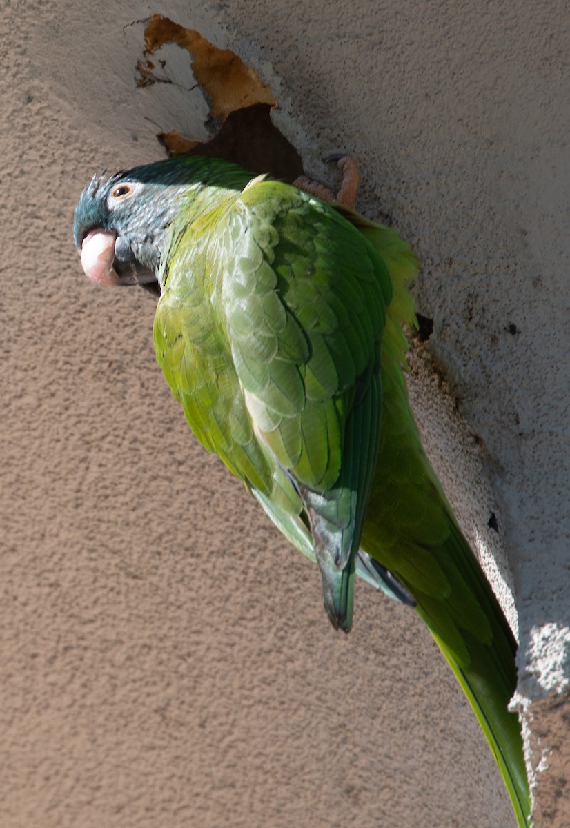 Blue-crowned Parakeet - ML619378546