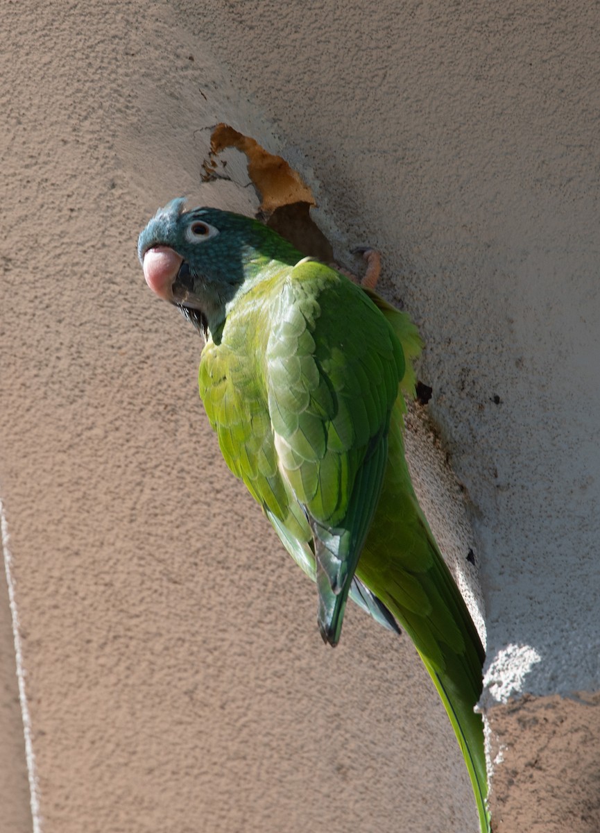 Blue-crowned Parakeet - ML619378547