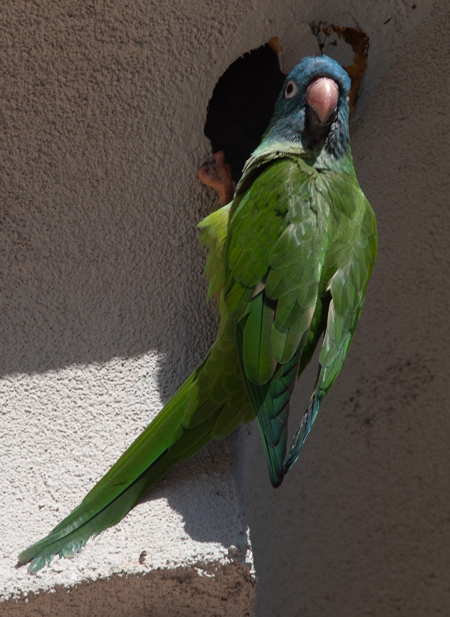 Blue-crowned Parakeet - ML619378548