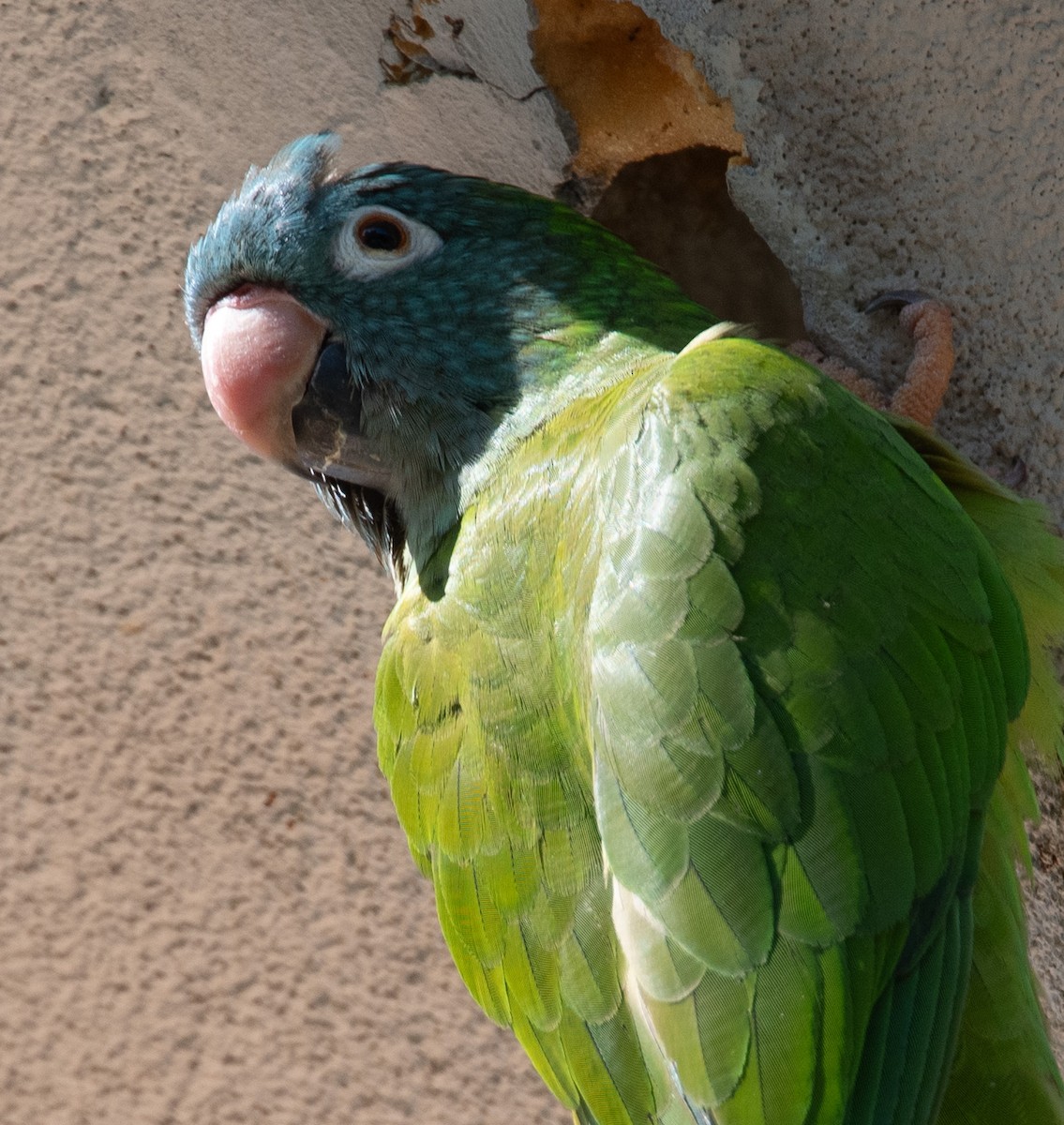 Blue-crowned Parakeet - ML619378550