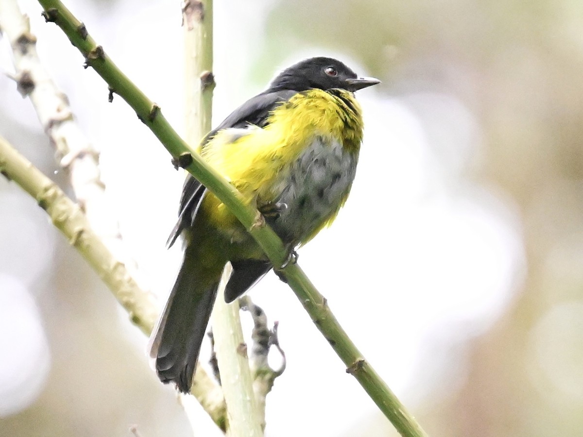 Black-and-yellow Silky-flycatcher - ML619378559