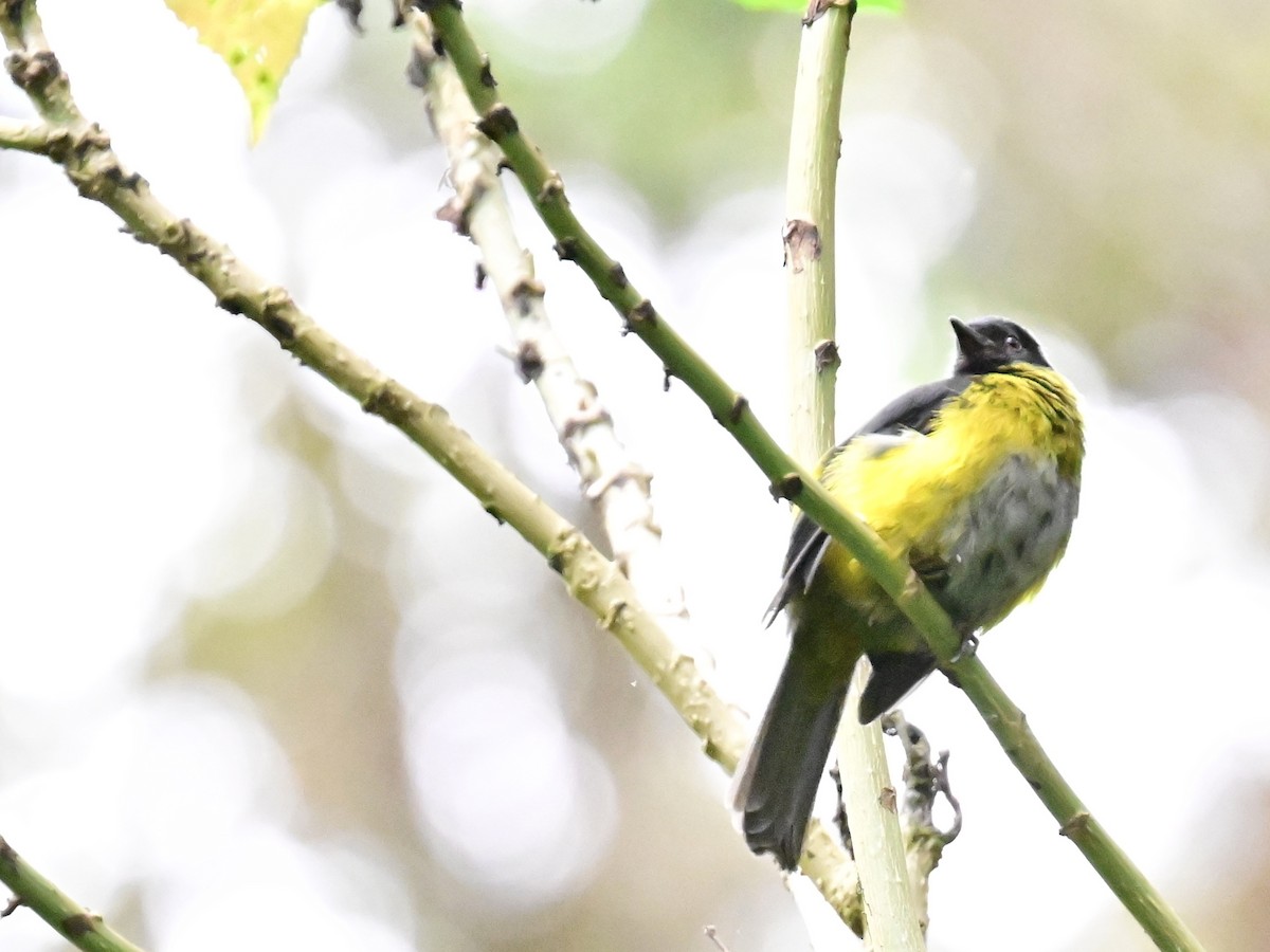 Black-and-yellow Silky-flycatcher - ML619378561