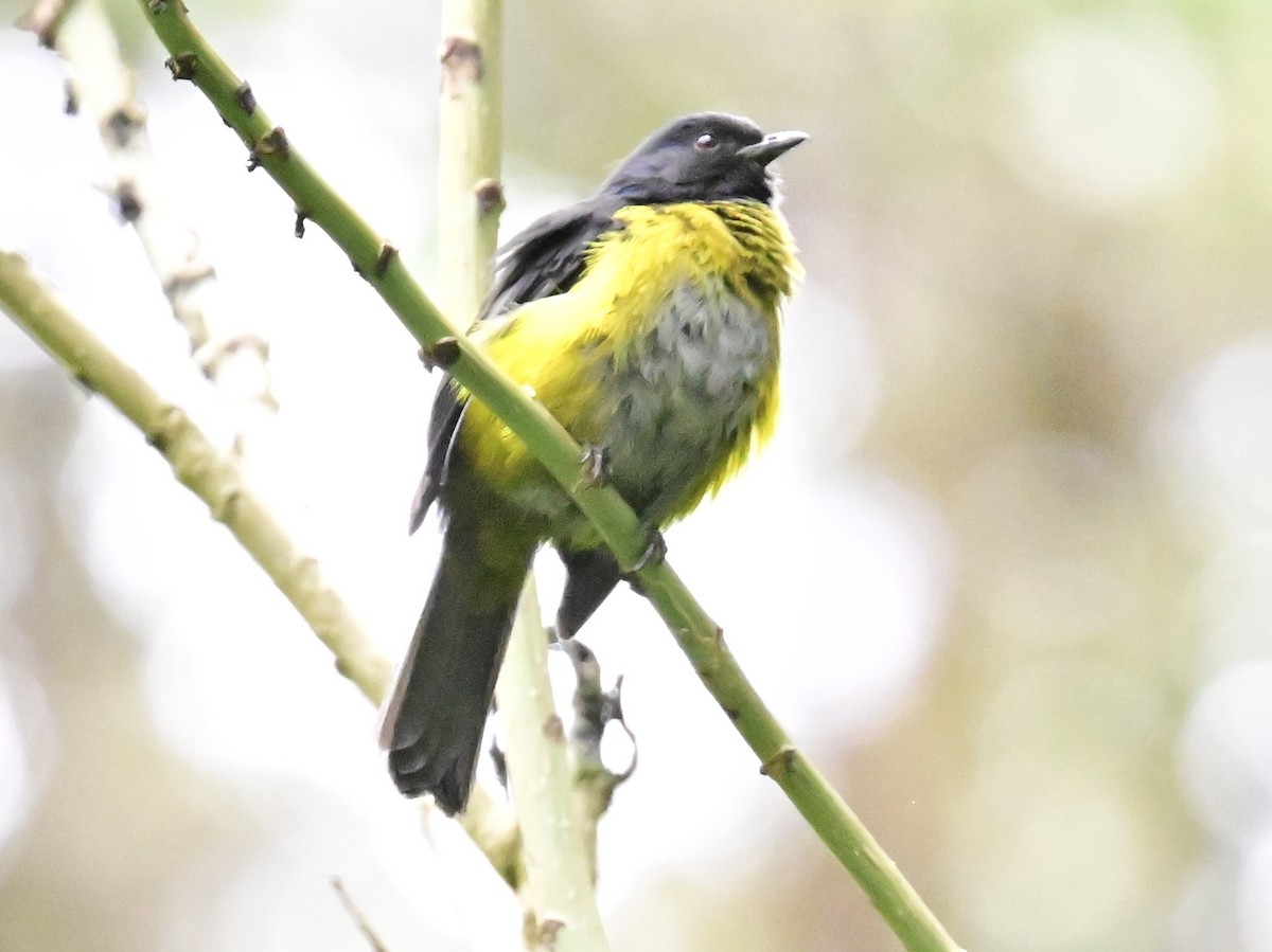 Black-and-yellow Silky-flycatcher - ML619378562