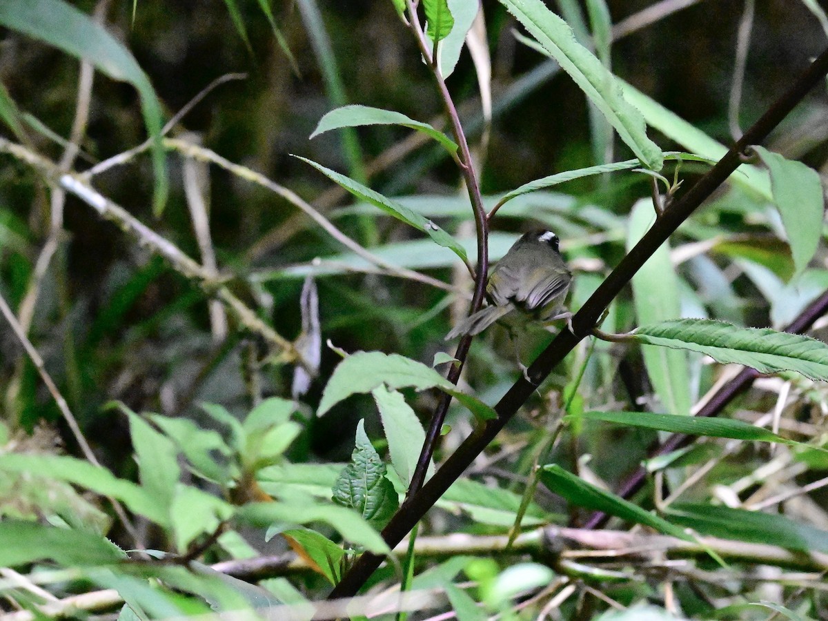 Black-cheeked Warbler - ML619378595