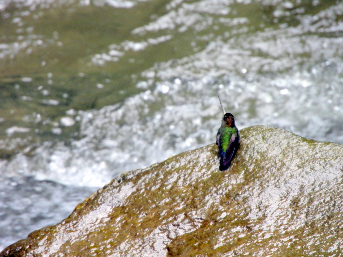 kolibřík zelenočelý - ML619378608