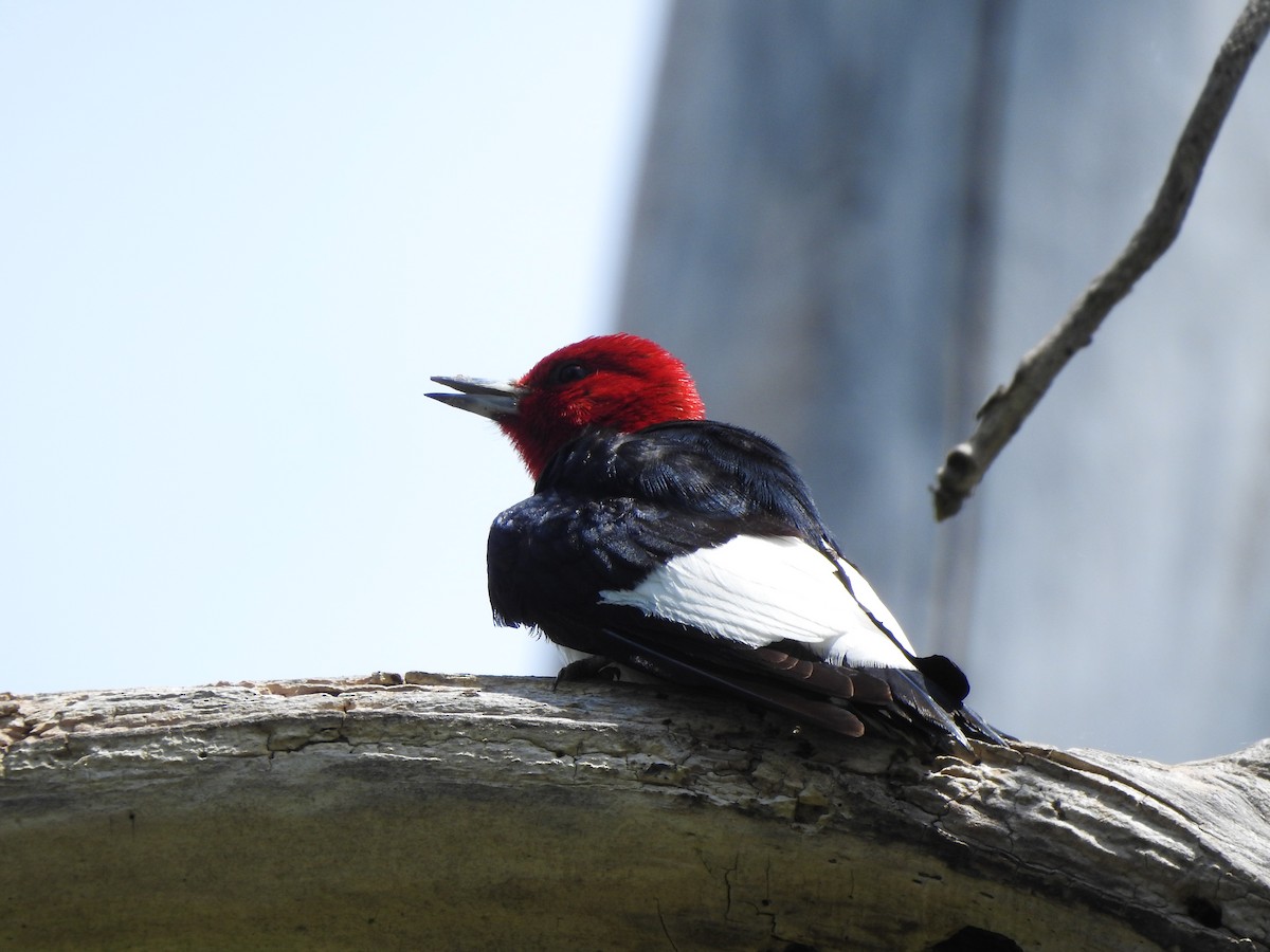 Red-headed Woodpecker - ML619378615