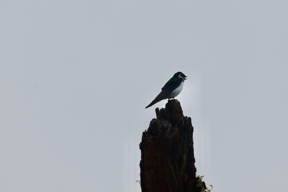 Violet-green Swallow - ML619378625