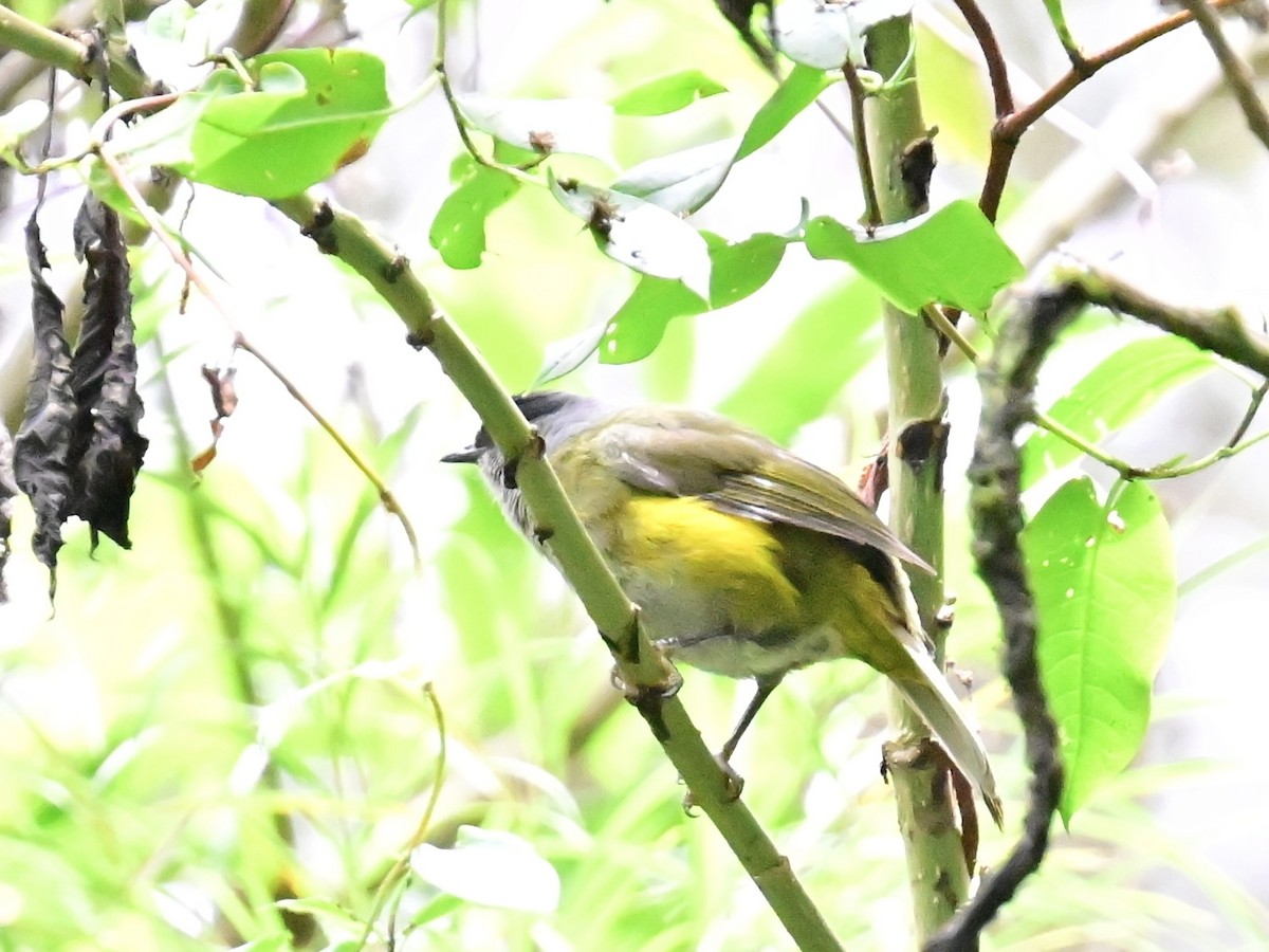 Sooty-capped Chlorospingus - ML619378628