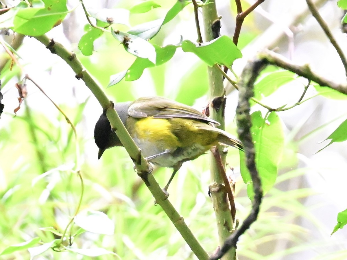 Sooty-capped Chlorospingus - ML619378632