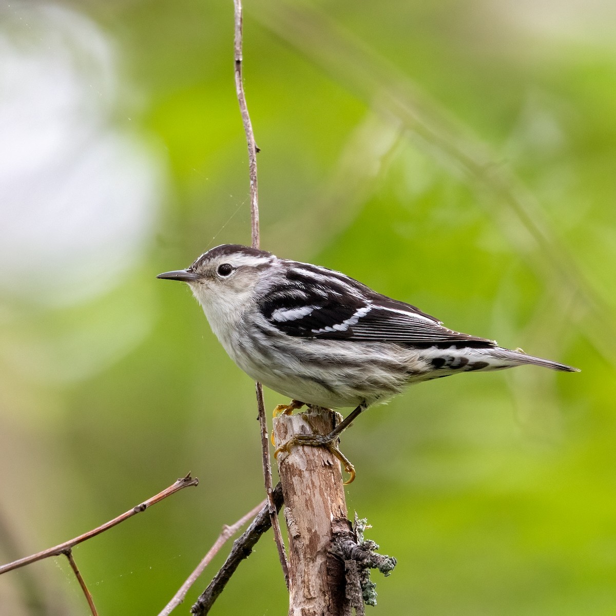 Black-and-white Warbler - ML619378675