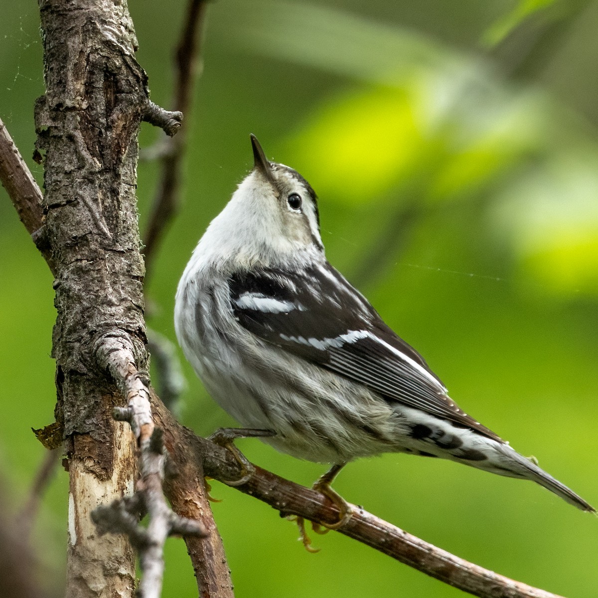Black-and-white Warbler - ML619378676