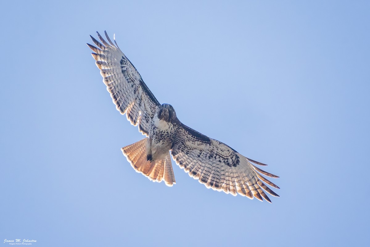 Red-tailed Hawk - ML619378689