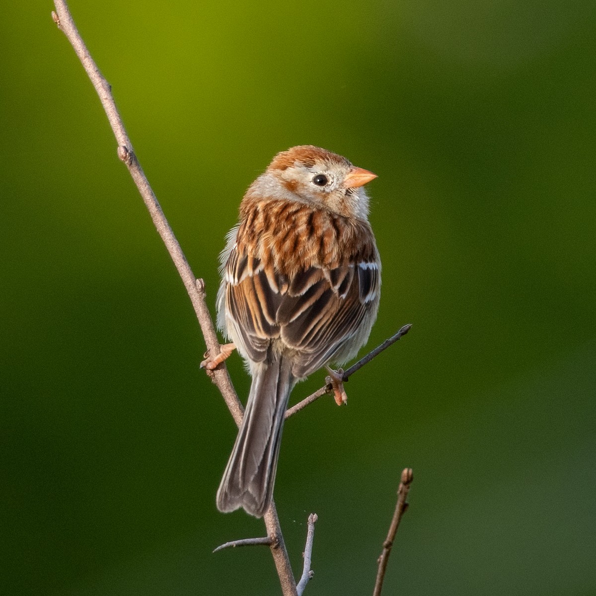 Field Sparrow - ML619378722