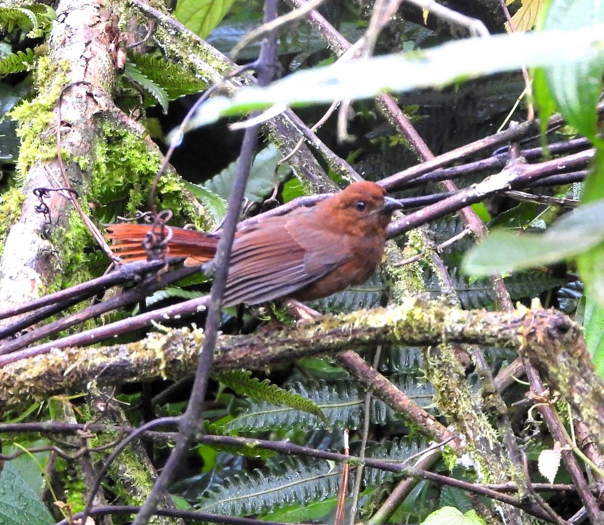 Crested Ant-Tanager - ML619378738