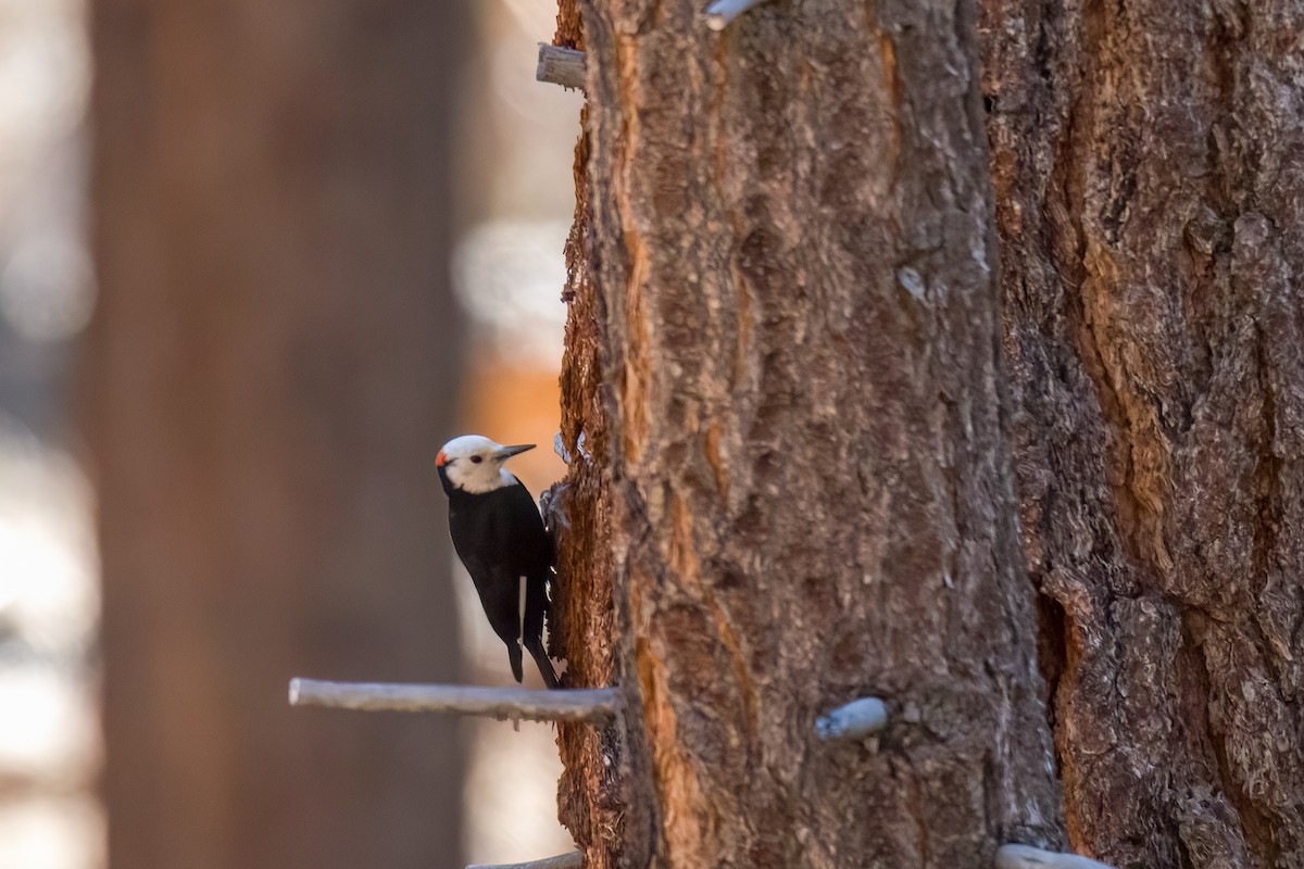 White-headed Woodpecker - ML619378770