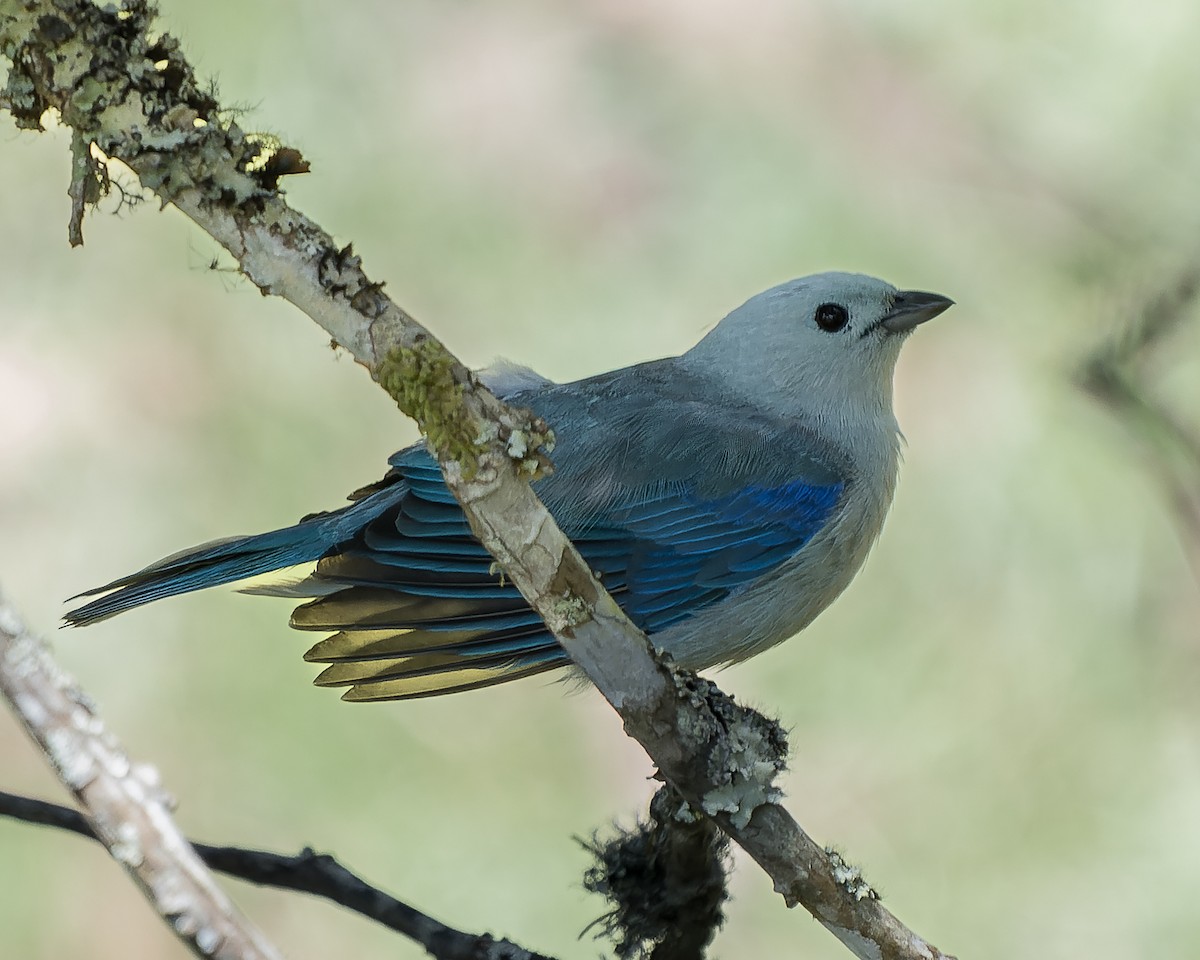 Blue-gray Tanager - ML619378786