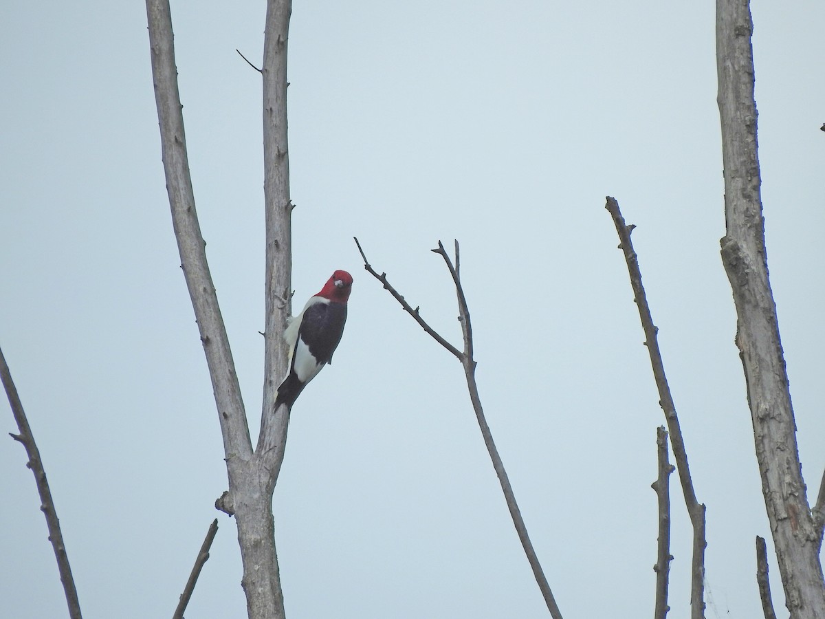 Red-headed Woodpecker - ML619378822