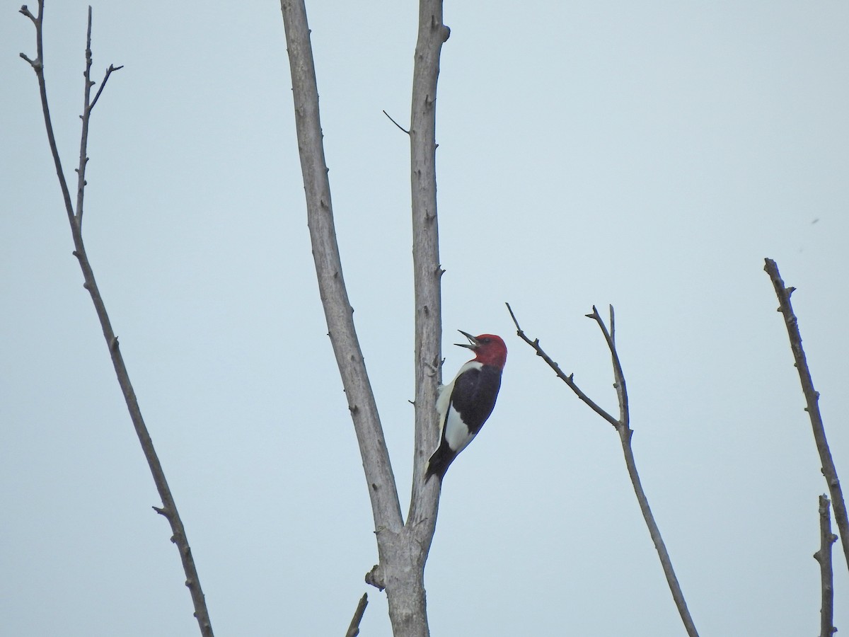 Red-headed Woodpecker - ML619378823