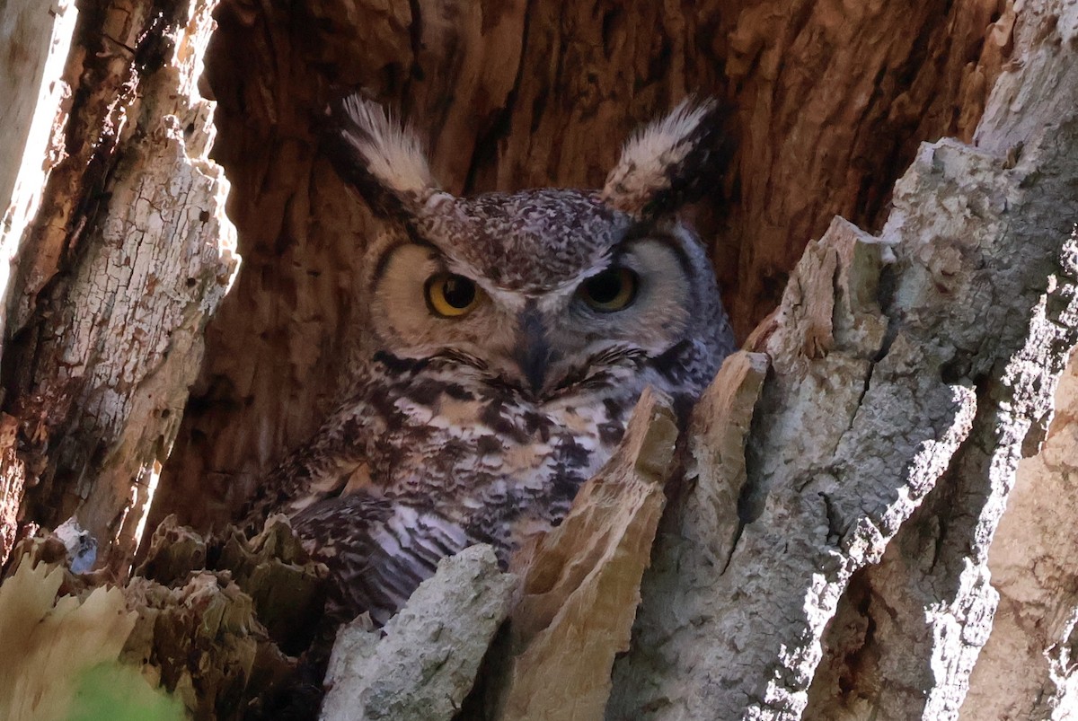 Great Horned Owl - ML619378851