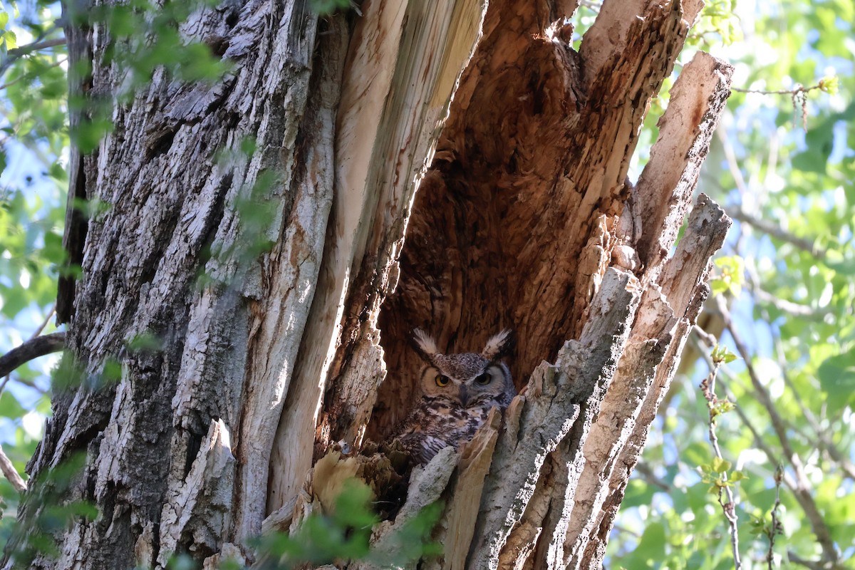 Great Horned Owl - ML619378852