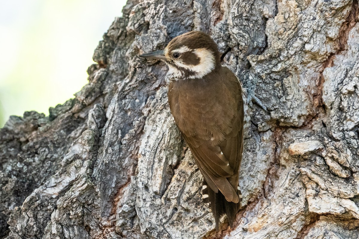Arizona Woodpecker - ML619378896