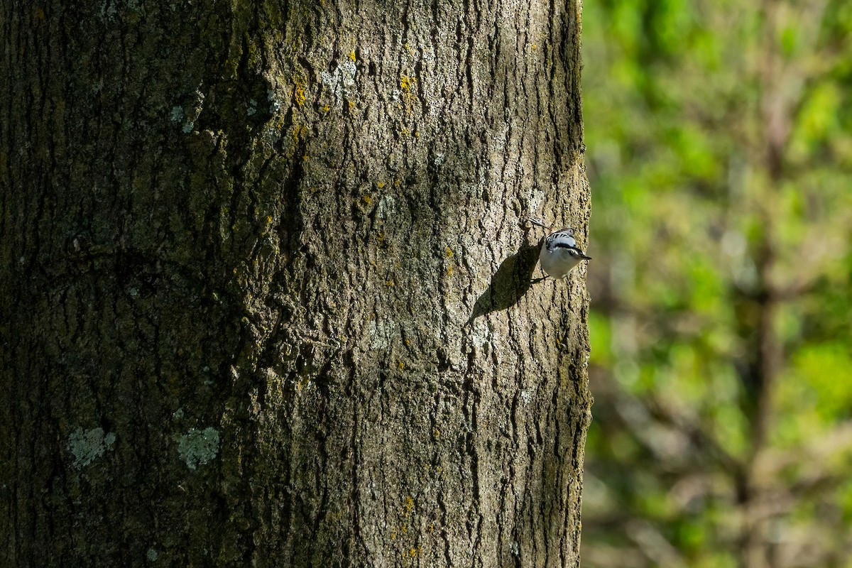 White-breasted Nuthatch - ML619378928