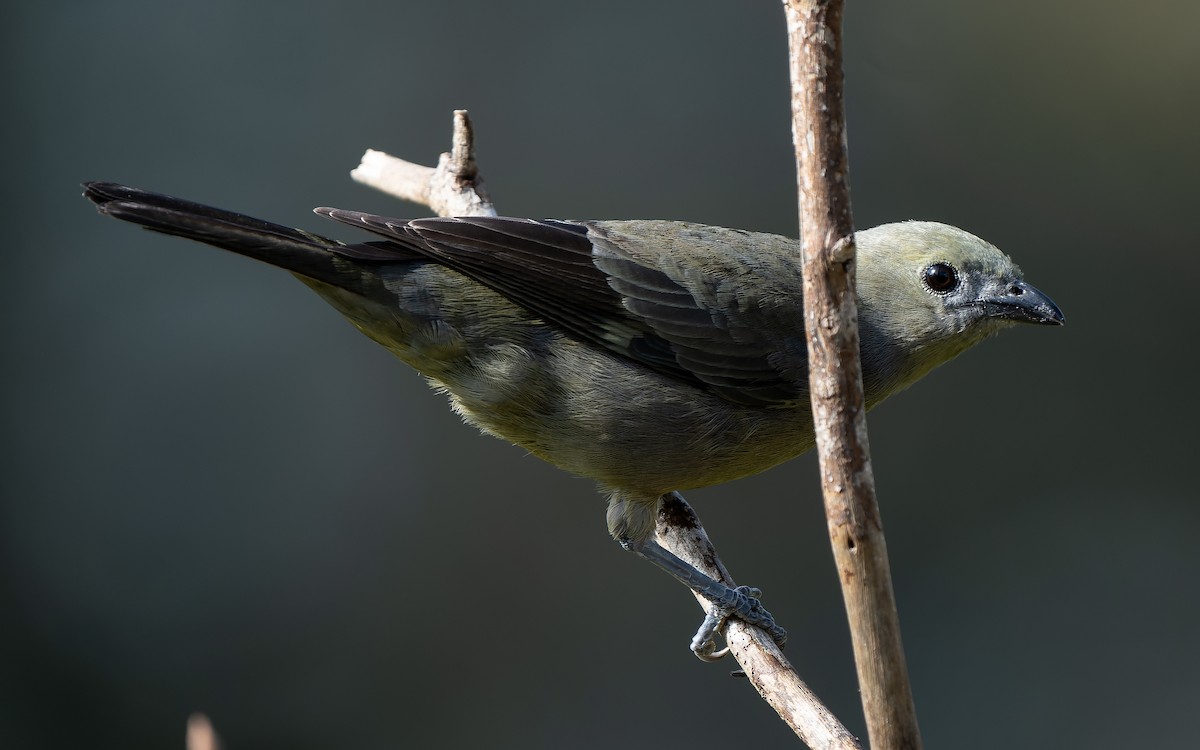 Palm Tanager - ML619378944